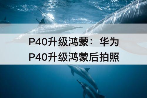 P40升级鸿蒙：华为P40升级鸿蒙后拍照