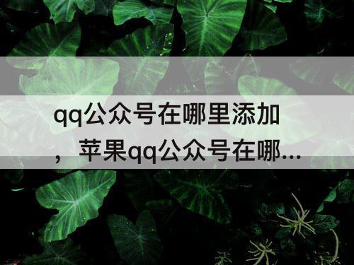 qq公众号在哪里添加，苹果qq公众号在哪里添加