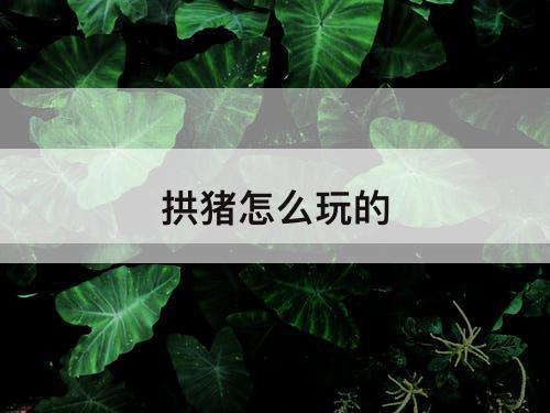 拱猪怎么玩的