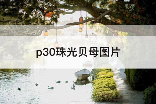 p30珠光贝母图片
