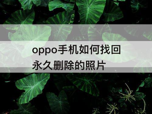 oppo手机如何找回永久删除的照片